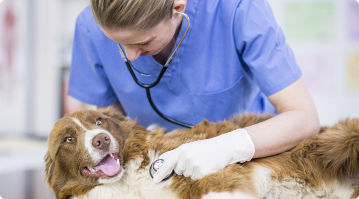 Pour les animaux de compagnie