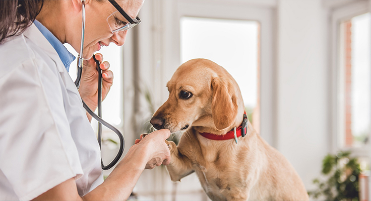 Produits médicaux Cie., Ltd de Jiangsu Dingshun.